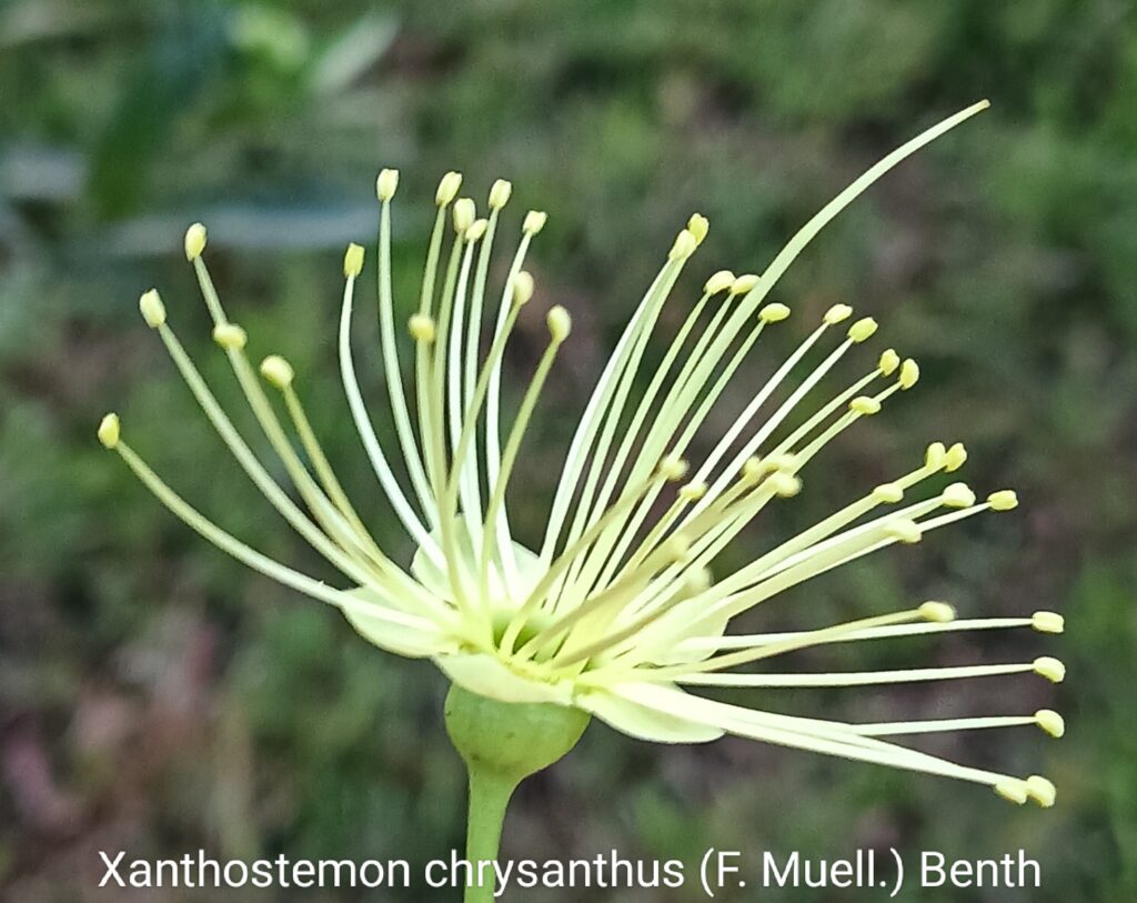 Xanthostemon chrysanthus Gardens' Flower